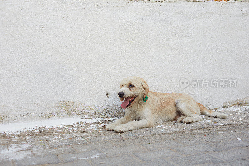 G?kova Akyaka街上可爱的流浪狗