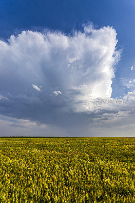 铁砧形雷雨云在谷物作物上方向上推