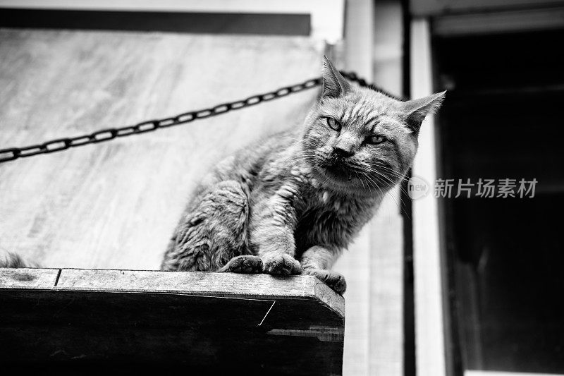 花斑猫鼻子下受伤，黑白