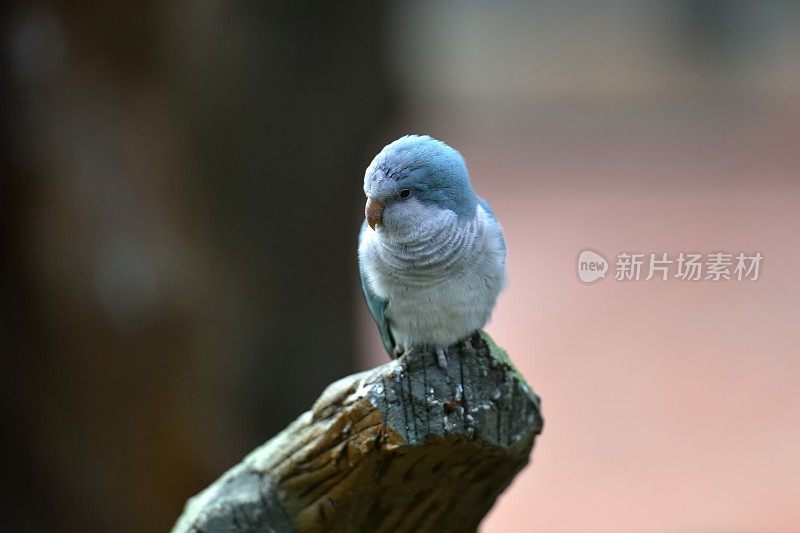 两条蓝色的鹦鹉