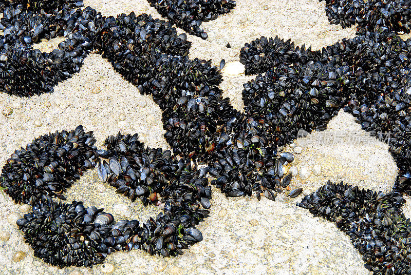 成千上万的贻贝栖息在法国胡克岛的海岸岩石上