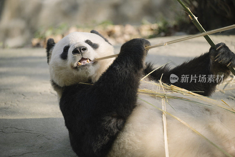 成都的大熊猫吃竹子