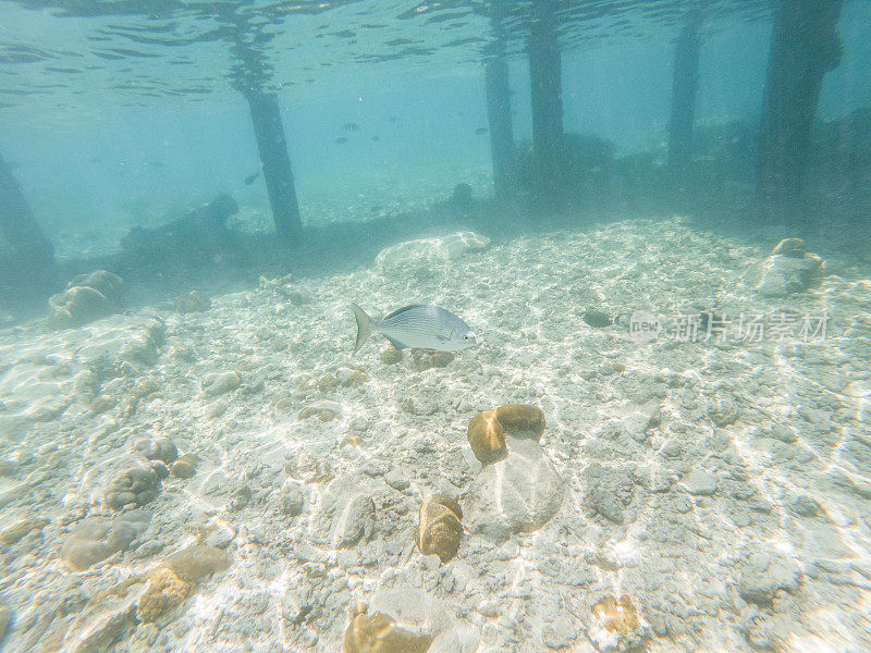 在马尔代夫的珊瑚礁附近游泳的热带鱼
