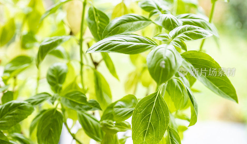 厨房窗台上的罗勒植物