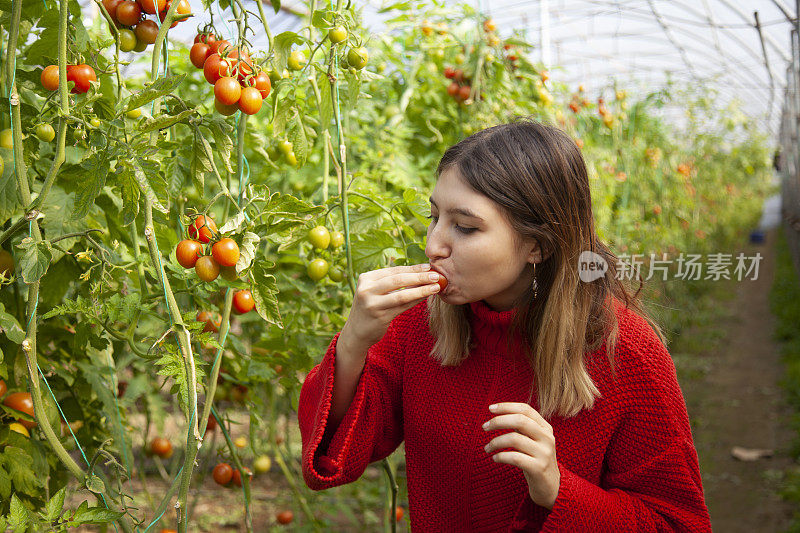 女孩吃着从树枝上摘下来的新鲜西红柿