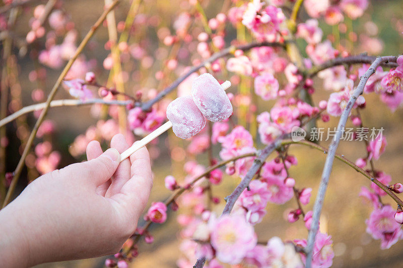 在梅花树旁捧着日本梅子麻糬