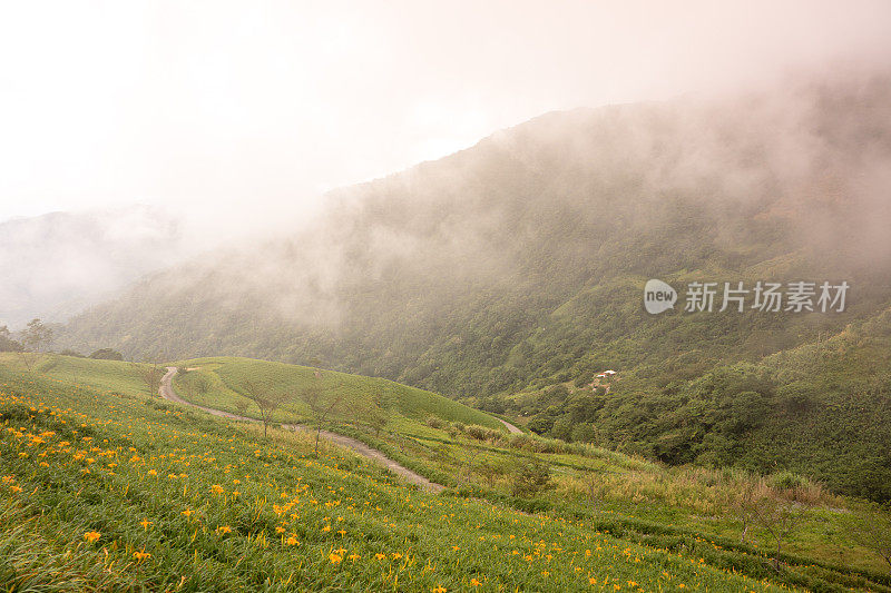 台湾，台东台马里的王友谷，山间谷间满是金针花。