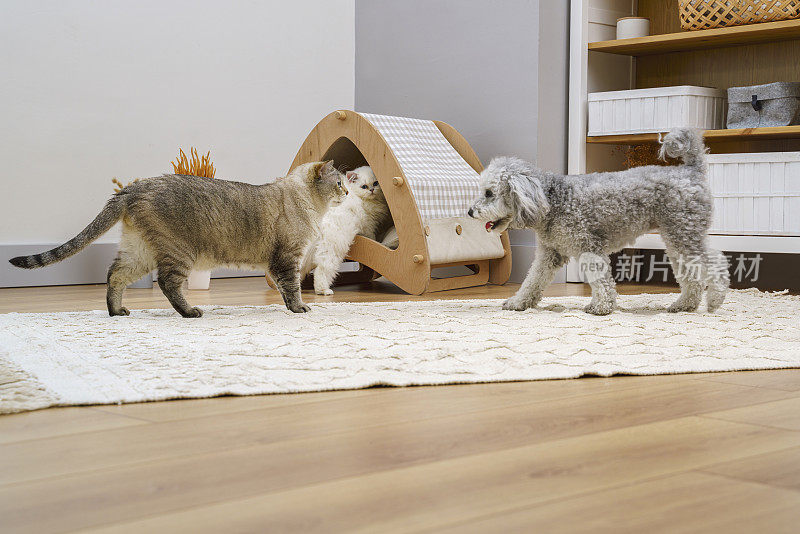 可爱毛茸茸的苏格兰折耳猫和暹罗猫在家里和贵宾狗玩耍
