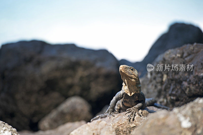 哥斯达黎加曼纽尔・安东尼奥，鬣蜥在海岸线岩层上四处张望