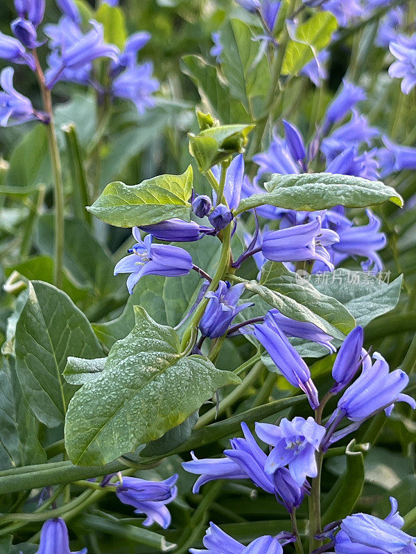 缠绕在蓝铃花周围的旋花