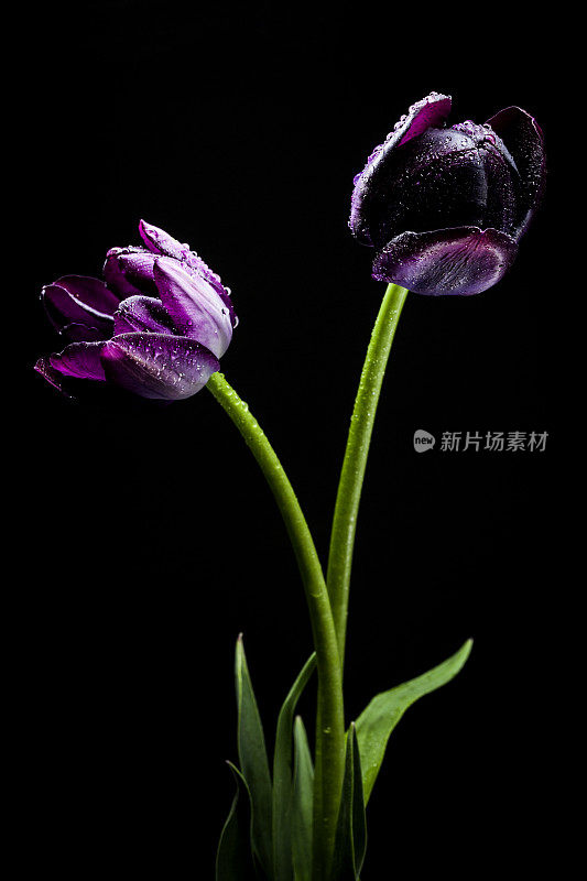 夜之女王黑色郁金香花