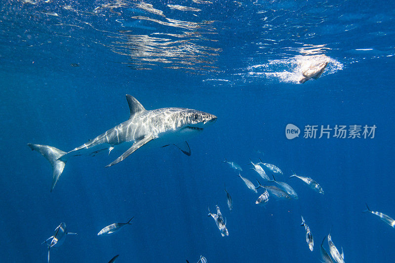 大白鲨是在清澈开阔的蓝色海洋中接近诱饵的顶级掠食者