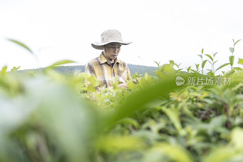 一位中国男性农民在有机茶园采茶