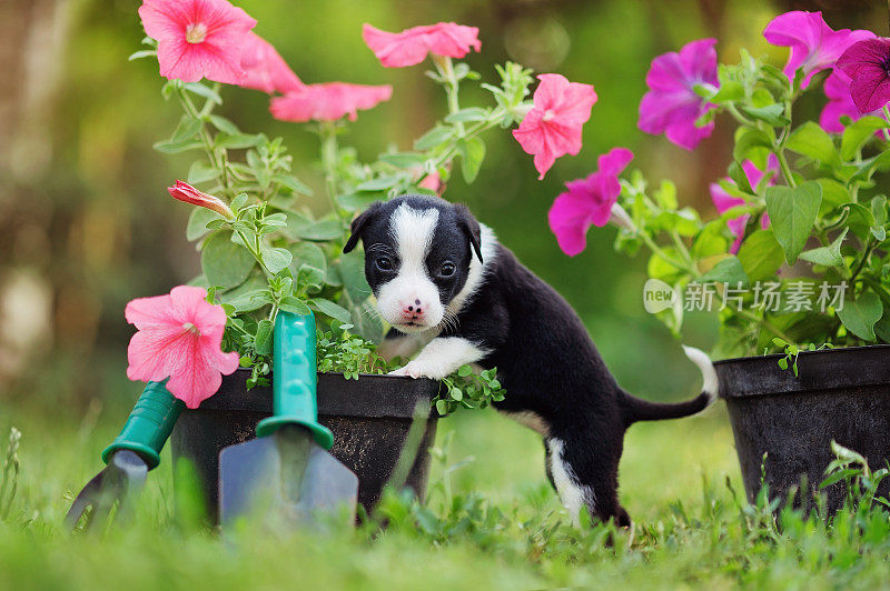 完整的图片，一个混合品种的小狗与花盆