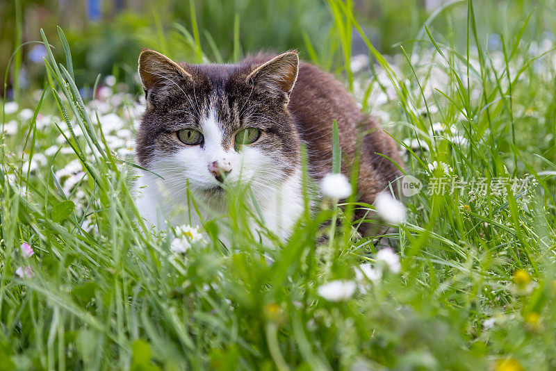 猫在里面，猫在后面