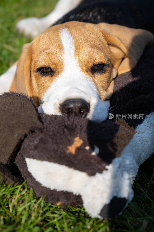 俯视图可爱的小猎犬小狗躺在草地上，抱着玩具在嘴里