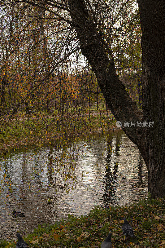 城市公园的秋天景观与河流。秋天在城市公园。河岸上的黄树