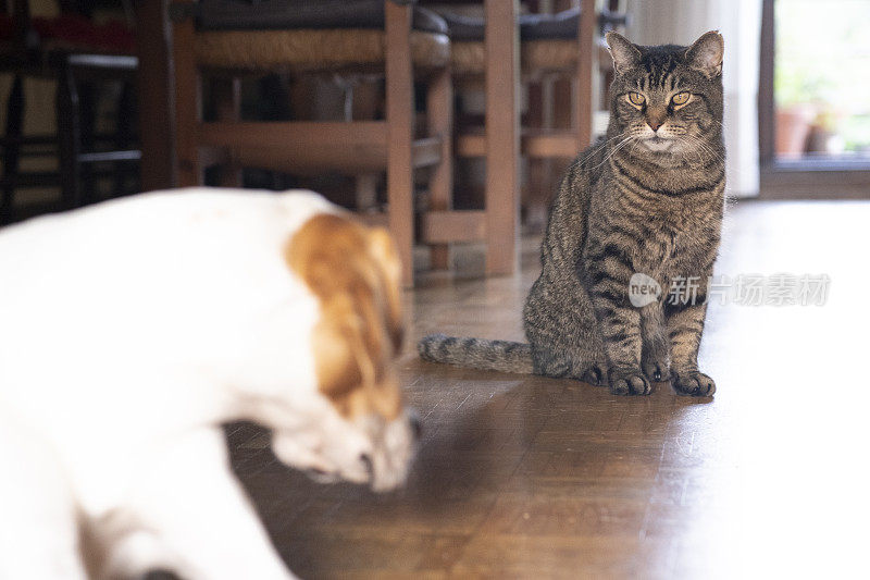 狗和猫盯着看