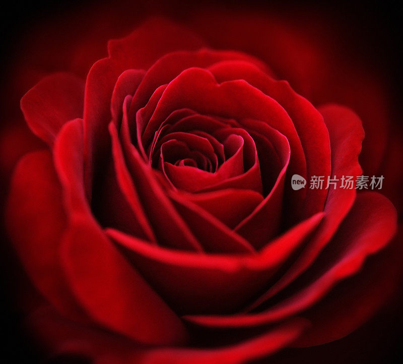 一朵红玫瑰的特写