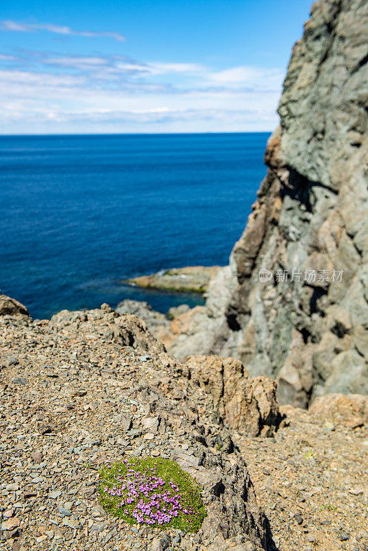 低头，保姆洞和睡眠湾小径，乌鸦头，Twillingate，加拿大