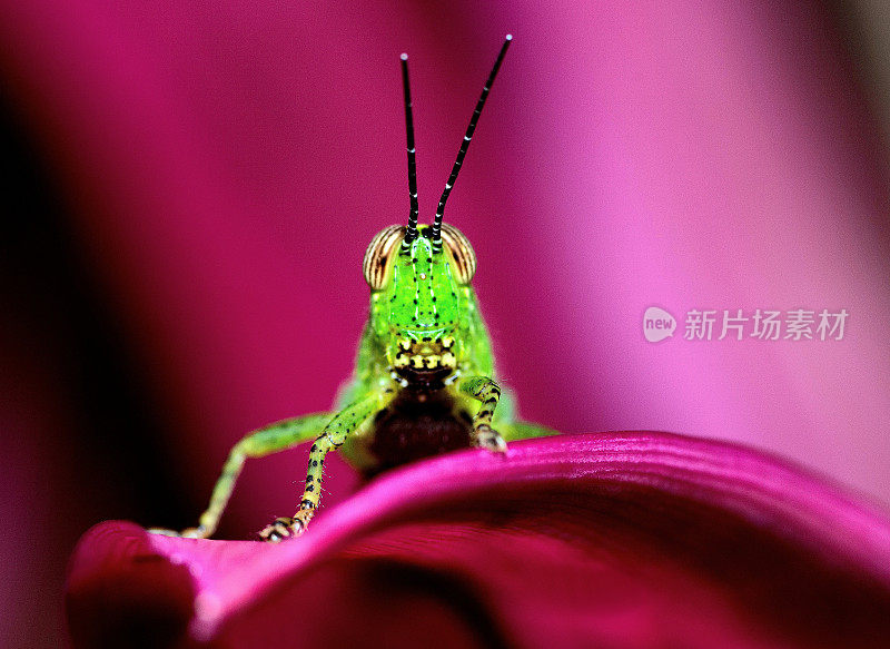 蚱蜢爬上紫色的叶子，看着相机里的动物的行为。