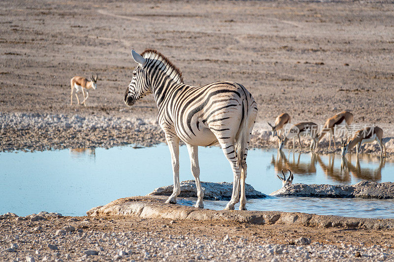 纳米比亚埃托沙国家公园内的Nebrownii水坑内的野生动物