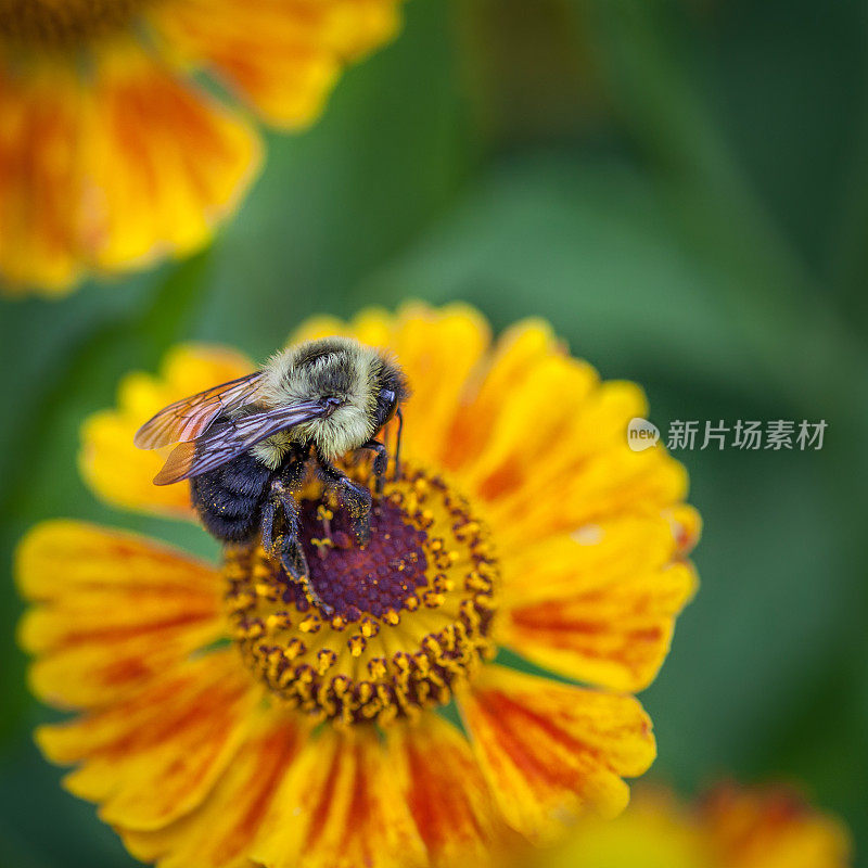 常见的东部大黄蜂，(凤仙花)，波登fébrile，百日草。