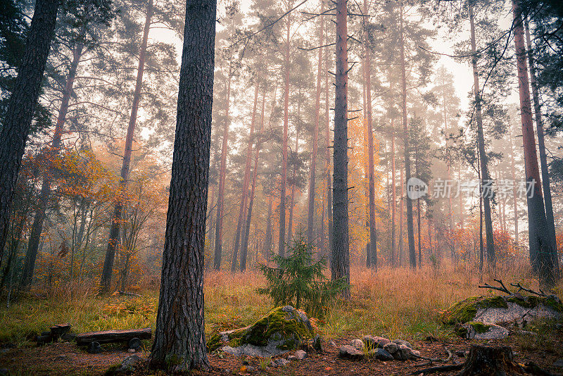 秋天森林里雾蒙蒙的早晨