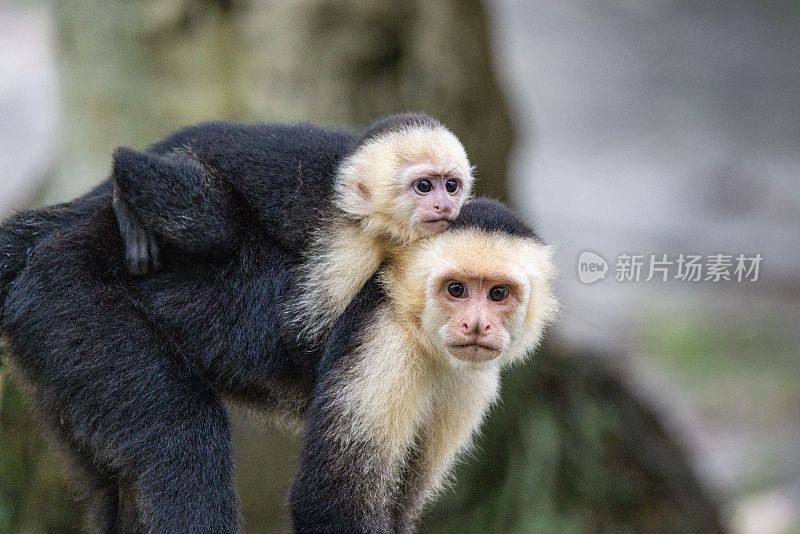 哥斯达黎加奎波斯，一只白脸卷尾猴宝宝坐在妈妈背上的特写镜头