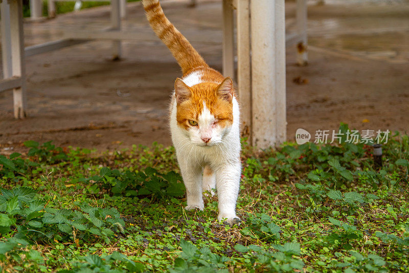 一只眼睛受伤的猫走向相机