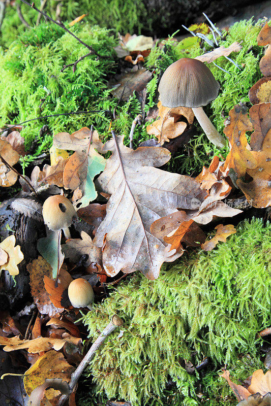 毒菌和苔藓