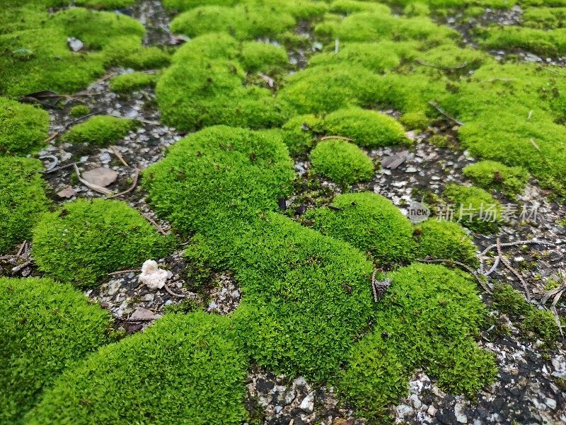 苔藓植物生长在地下。