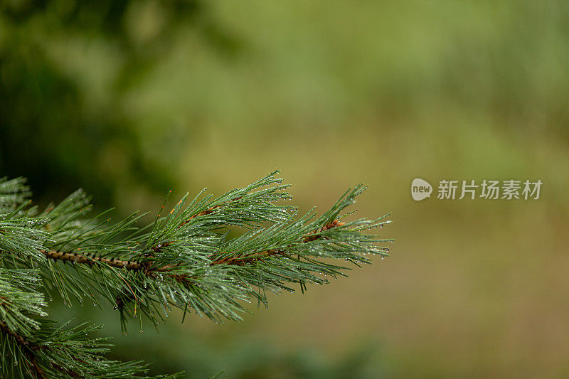 松枝上有雨滴