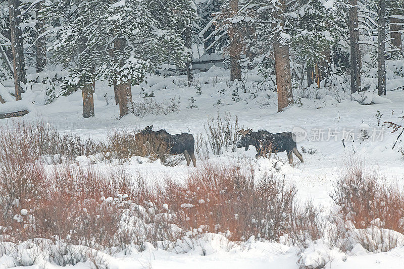 美国黄石国家公园，蒙大拿州边境怀俄明州西北部，一头驼鹿被一只年轻的公麋鹿尾随穿过厚厚的积雪