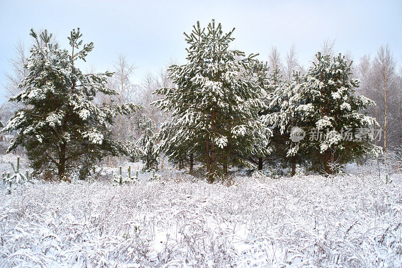 冷杉绿树和草覆盖着雪