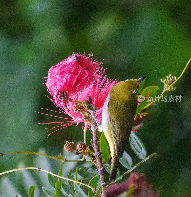 斯里兰卡白眼吃花