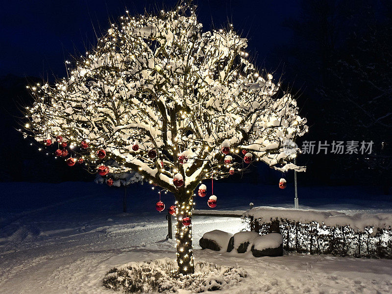 雪覆盖真正的户外圣诞树装饰着红色的小玩意