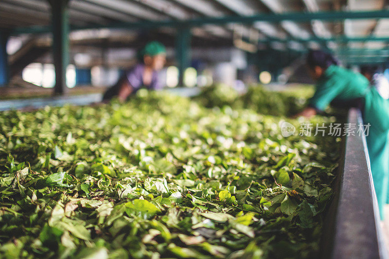 斯里兰卡茶厂的茶叶生产