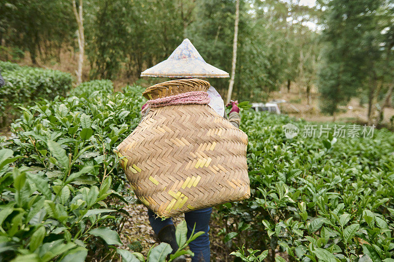 一位亚洲女性在茶园采摘茶叶。