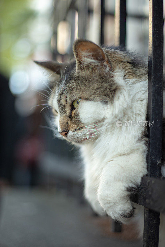 多色的流浪猫坐在铁栏杆上。