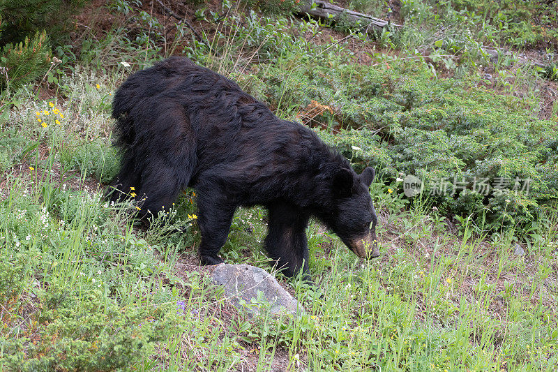 黑熊下山在黄石生态系统在怀俄明州，美国，北美