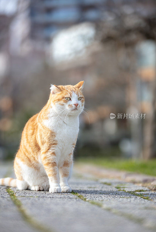 黄色流浪猫的肖像。