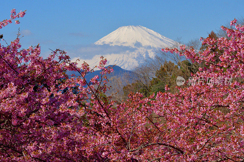 富士山和樱花:从神奈川县松田山眺望