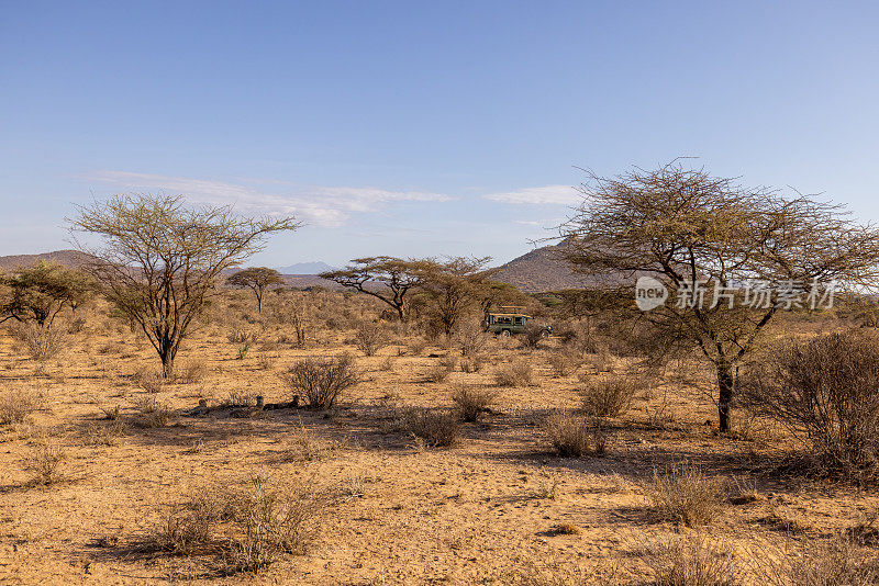 阳光明媚的一天，在东非肯尼亚国家公园，光秃秃的树木和干燥的植物在蓝天的映衬下形成了宁静的景观