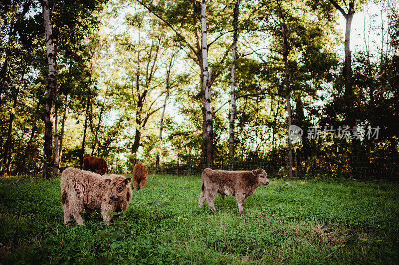 草地上的小牛