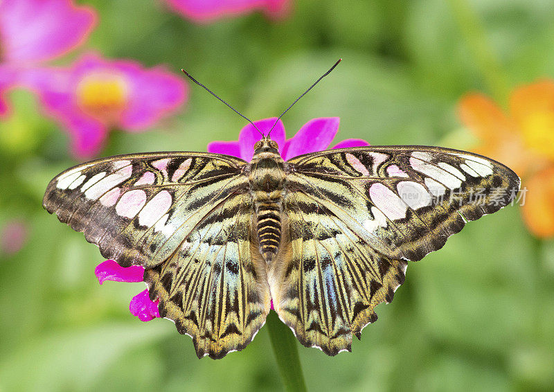 蝴蝶在粉红色花朵上展开翅膀-动物行为。
