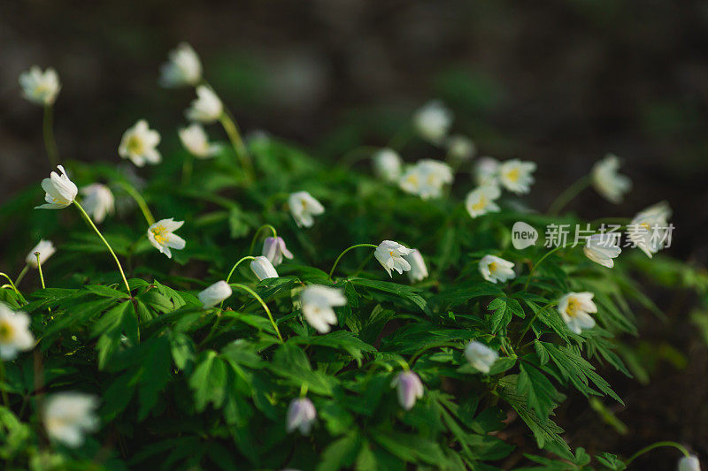 白色的春花。生物多样性。微距摄影。植物学