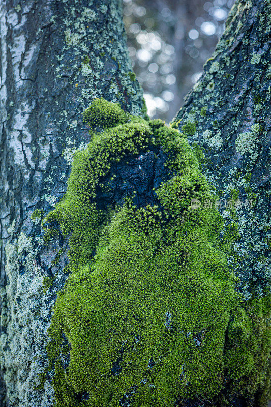 树干上的绿色苔藓。
