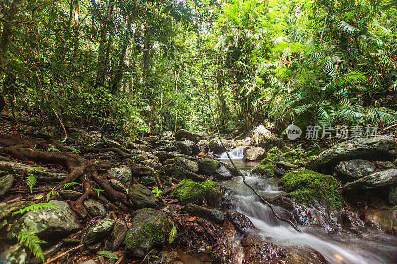 在郁郁葱葱的热带雨林场景中，流动的水流在岩石上