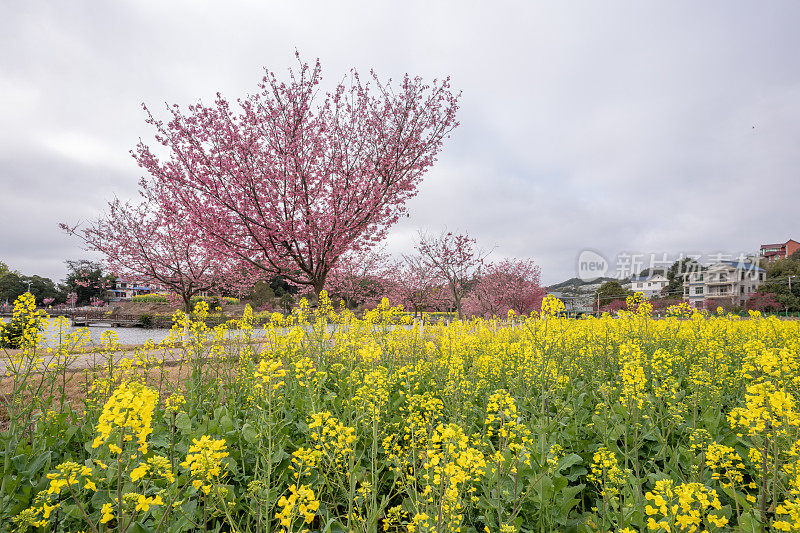 油菜花田和樱花